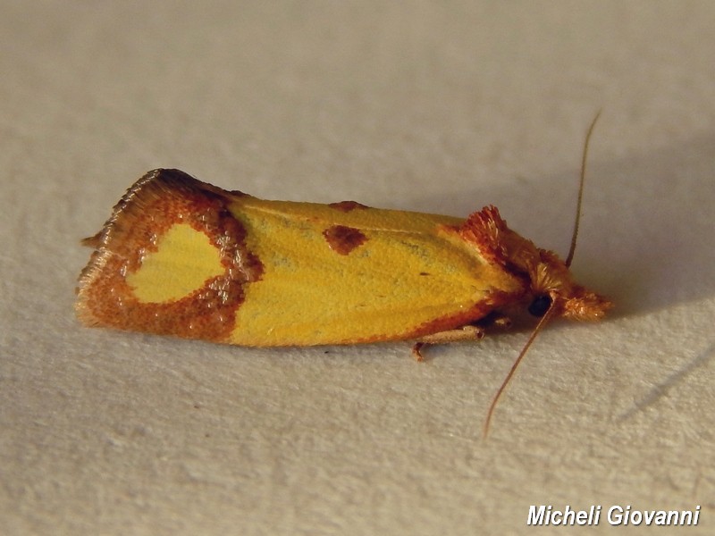 Tortricidae (?) da ID - Agapeta zoegana